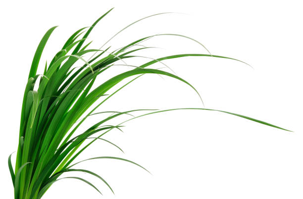 녹색 잔디 잎  - long leaf grass blade of grass 뉴스 사진 이미지