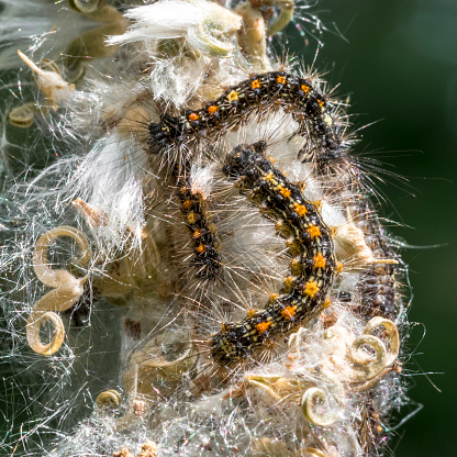 Several caterpillars of the moth Goldenafter in their web on a flower.
