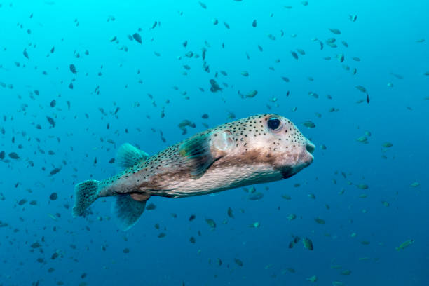 istock Underwater Cute Porcupine Balloonfish Fish (Diodon hystox) 959827860