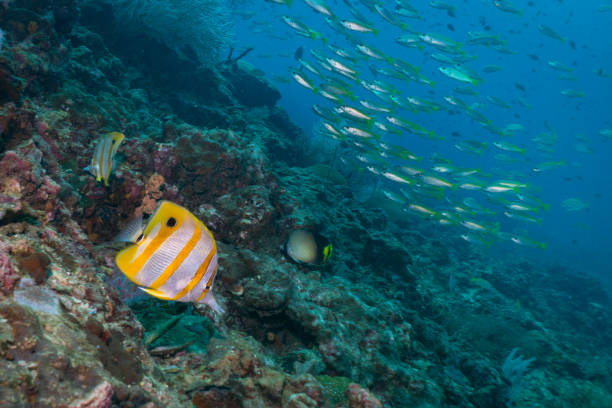 istock Underwater Copperband butterflyfish (Chelmon rostratus) on coral reef 959827932