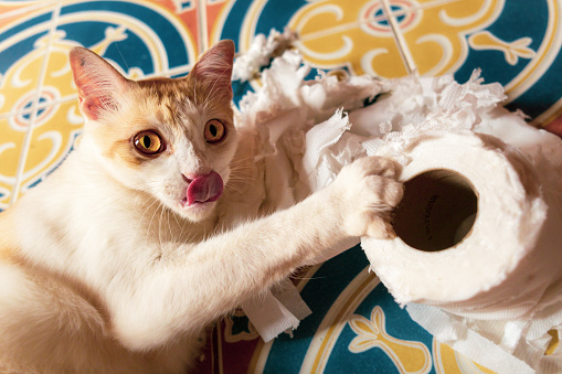 A young male cat is playfully tearing up tissue in the bathroom.  He is relaxed, mischievous and has a crazy look in his eyes as he is making a mess!  Image taken in Ko Lanta, Krabi, Thailand.