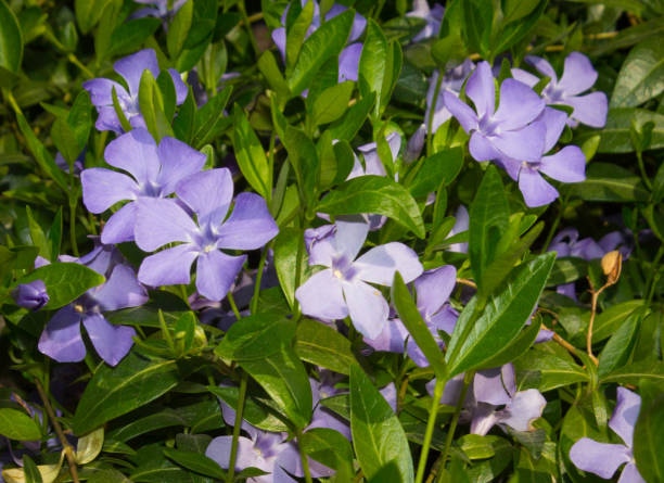 istock small purple flowers in green foliage 959829026