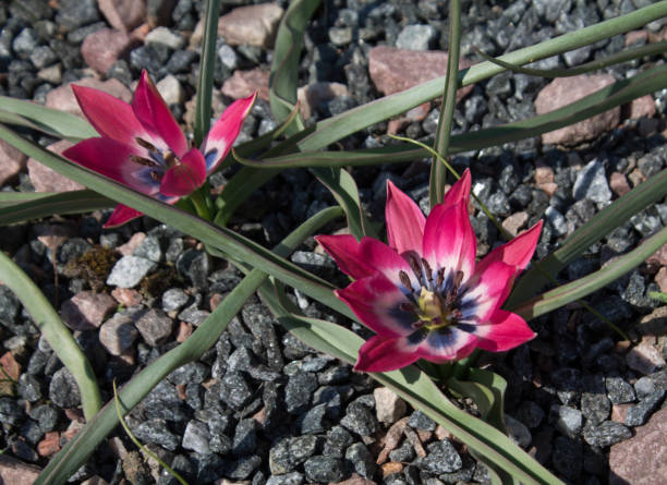 istock small crimson flowers with a white middle grow on the ground 959829182