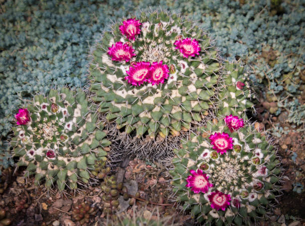 istock blooming cactus with pink flowers, tropical plant 959829264