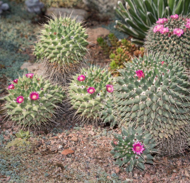 istock blooming cactus with pink flowers, tropical plant 959829294