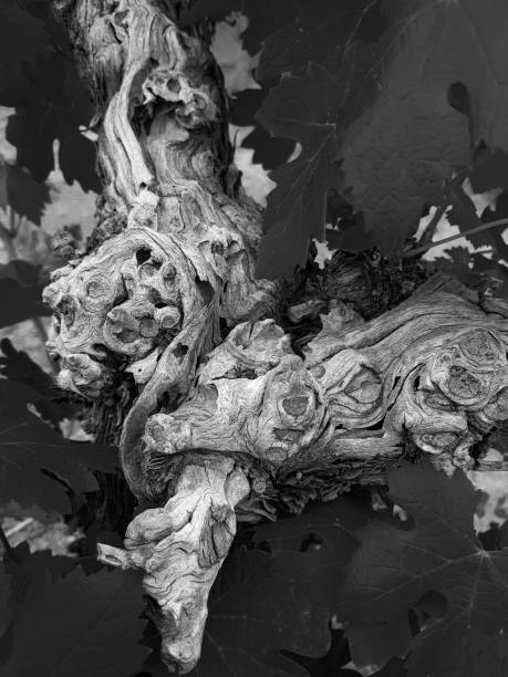 ぶどうの幹と緑豊かな葉詳細抽象的な気分-モノクロ - つる草 写真 ストックフォトと画像