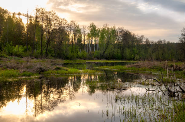 istock Spring catering. A beautiful spring landscape with a swamp, Sunrise. Green forest and cloudy sky with clouds. Natural environmental concept in the open air. 959832932