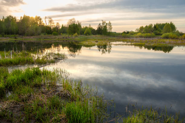 istock Spring catering. A beautiful spring landscape with a swamp, Sunrise. Green forest and cloudy sky with clouds. Natural environmental concept in the open air. 959832966