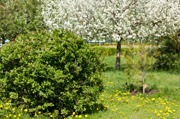 istock Spring landscape, apple. Spring flowers. A blossoming apple on a background of nature, spring flowers. Romantic elegance Vintage illustration with leaves and flowers of an apple tree 959833004