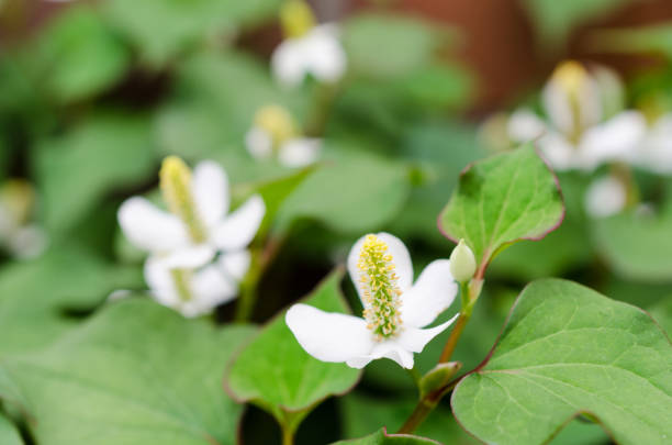 istock Dokudami Houttuynia 959833054