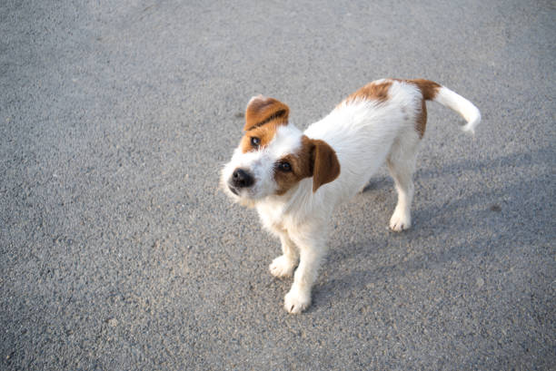 sokak köpeği köpek yavrusu - başıboş hayvan stok fotoğraflar ve resimler