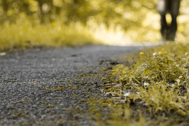 close up of asphalt road with grass in forest
