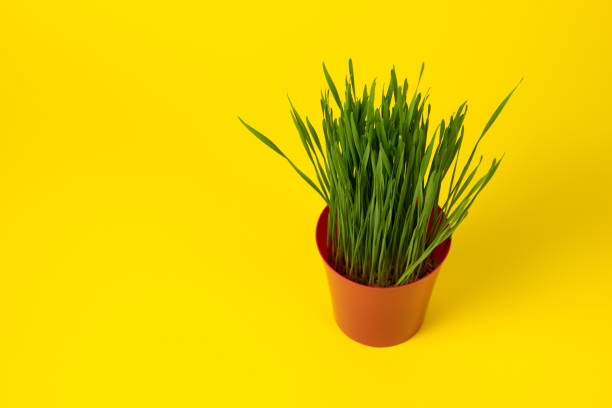 istock Young green Christmas wheat in a pot on a white background 959836754