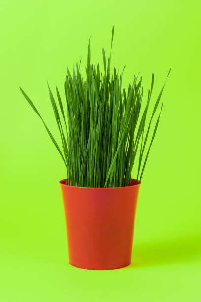 istock Young green Christmas wheat in a red pot on green background. 959836772
