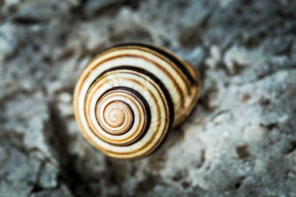 A brown snail shell illuminated by the evening sun and photographed on a stone background with a macro lens, high resolution with copy space