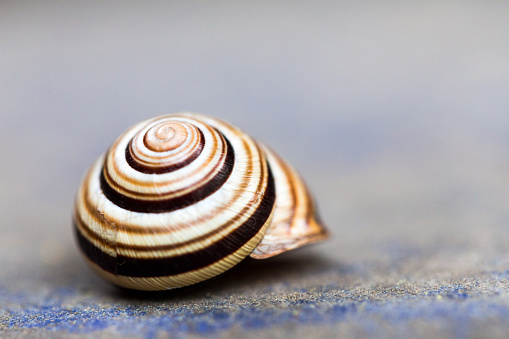 Close up macro color image depicting a garden snail, with an interesting swirl pattern on its shell, with an interesting, gritty urban background and extremely shallow depth of field. Lots of room for copy space.