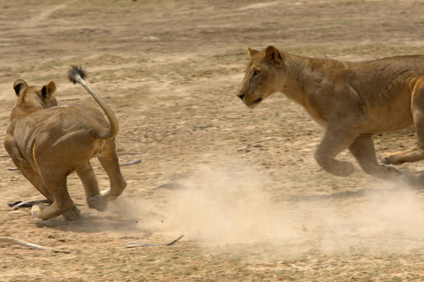 istock Lion in seluos Game Reserve, Tanzania 959843082