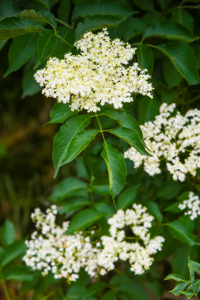 istock Elderberry white flowers on a bush 959843088
