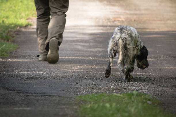 istock walking man's feet and hunting dog back view, recreation concept 959846790