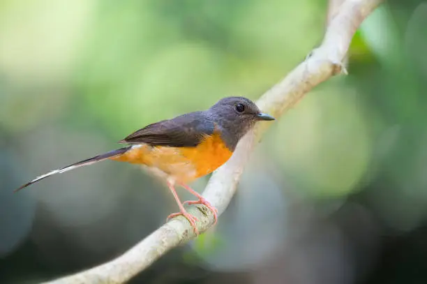 Photo of Bird perching on twig