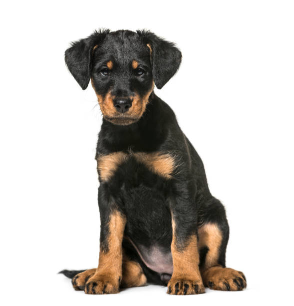 istock Mixed-breed dog , 2 months old, sitting against white background 959847808
