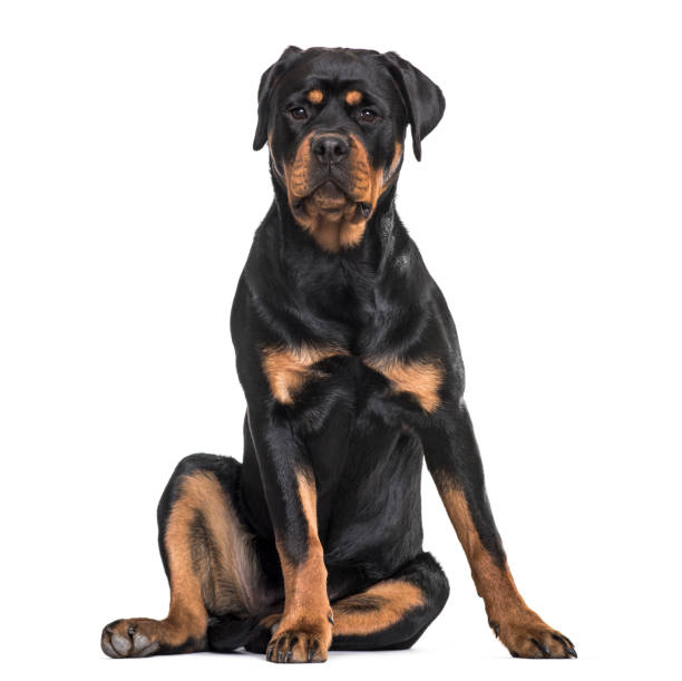 istock Rottweiler dog sitting against white background 959847984