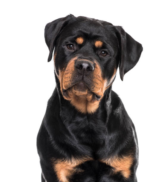 istock Rottweiler dog sitting against white background 959848052