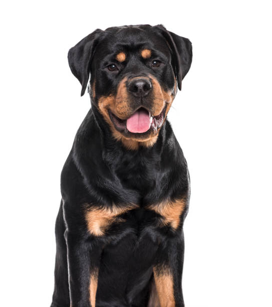 rottweiler perro jadeante sentado contra fondo blanco - rottweiler fotografías e imágenes de stock