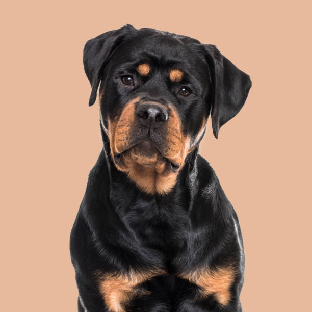 perro rottweiler sentado contra el fondo marrón - rottweiler fotografías e imágenes de stock