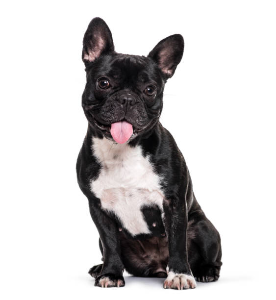 bulldog francese, 1,5 anni, seduto su sfondo bianco - animal tongue foto e immagini stock