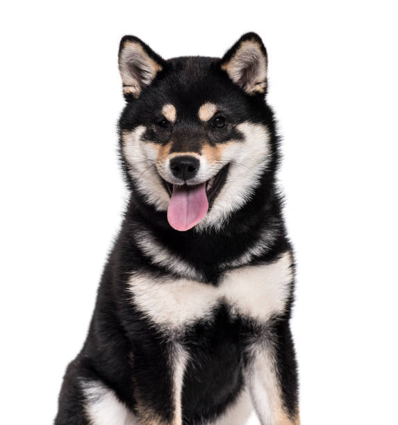Shiba Inu puppy , 4.5 months old, sitting against white background Shiba Inu puppy , 4.5 months old, sitting against white background shiba inu black and tan stock pictures, royalty-free photos & images