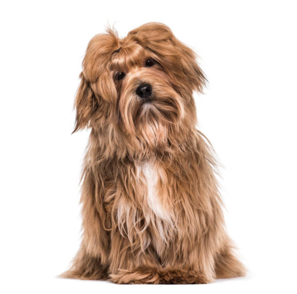 istock Havanese dog , 8 months old, sitting against white background 959848442