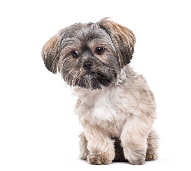 istock Mixed-breed dog , 10 months old, sitting against white background 959848470