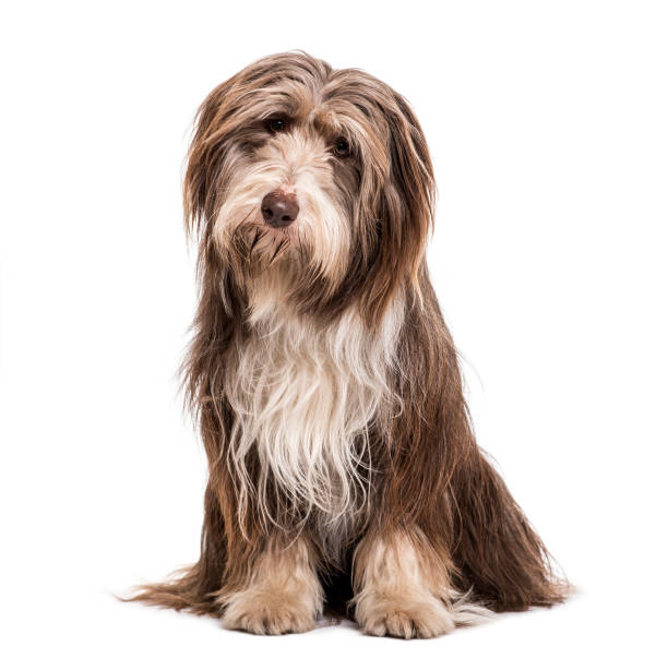 istock Bearded Collie dog sitting against white background 959848474