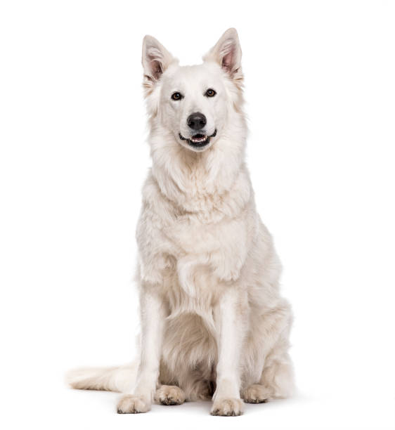 istock Swiss White Shepherd dog , 4 years old, sitting against white background 959848576