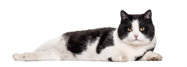 kuvapankkikuvat ja rojaltivapaat kuvat aiheesta sekarotuinen kissa, joka makaa valkoista taustaa vasten - mahallaan makaava