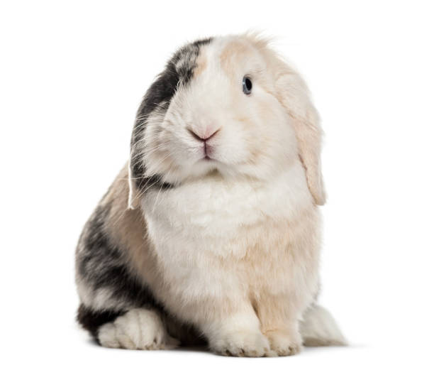 istock Lop Rabbit , 1 year old, sitting against white background 959848700