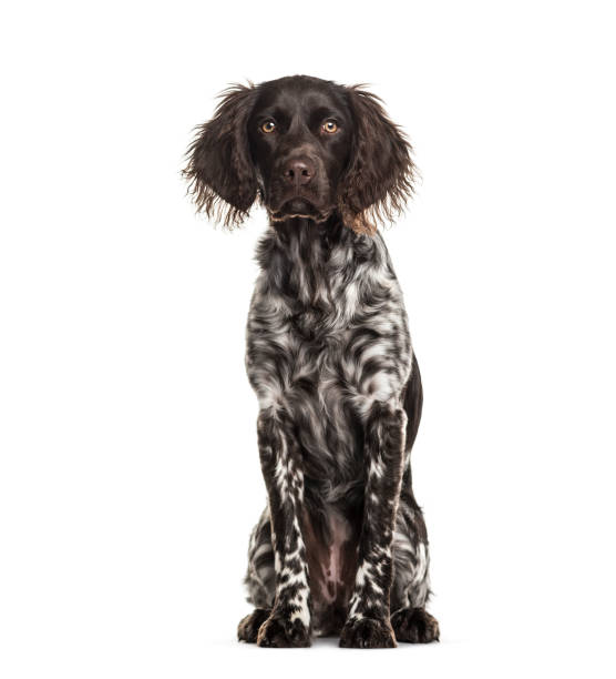 istock Munsterlander dog , 9 months old, sitting against white background 959848754