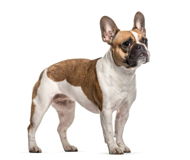 istock French Bulldog , 3 years old, standing against white background 959848902