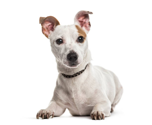 istock Jack Russell dog, 2 years old, lying against white background 959849106