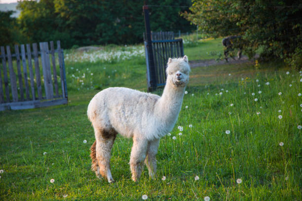istock Tame alpaca can be fed from the hand 959849242