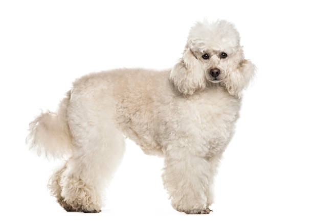 istock Poodle dog , 6 years old, standing against white background 959849376