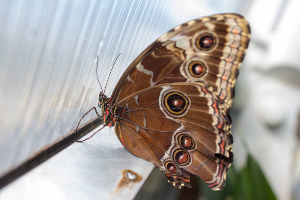 Detail of close morpho peleides on the window