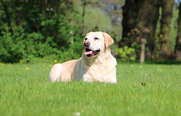 Calm Chocolate Labrador Retriever relaxing on grassy field against forest during sunny day