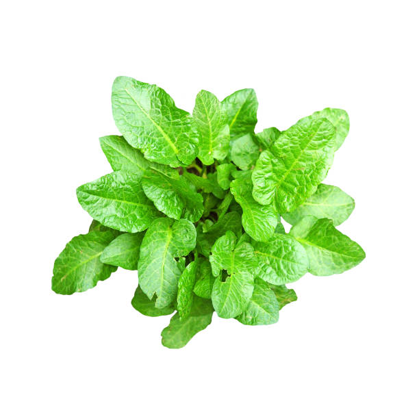 Sorrel, Rumex acetosa, is a vegetable and medicinal plant that also occurs wild on meadows.