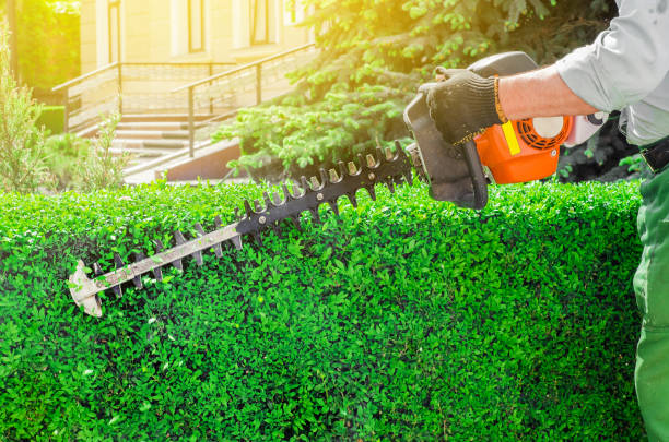 garden gasoline scissors, trimming green bush, hedge. working in the garden. - dissection imagens e fotografias de stock