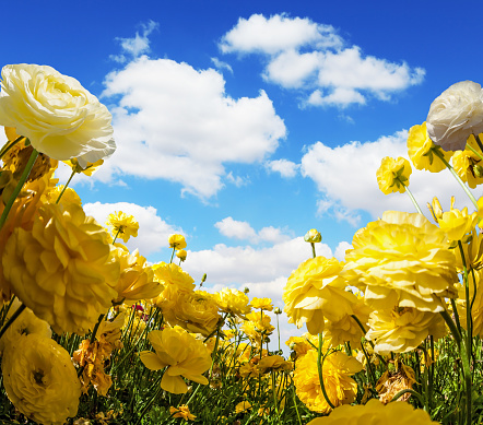 Magnificent large yellow garden buttercups - ranunculus bloom on a farm field. Light cumulus clouds fly in the blue sky. Warm day in May. Concept of ecological, rural and photographic tourism
