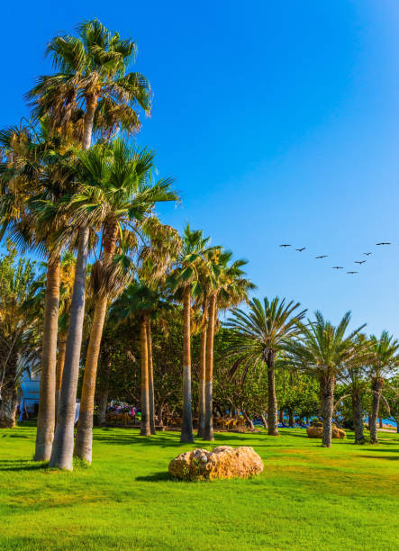 istock Palm grove and green grass lawns 959860686