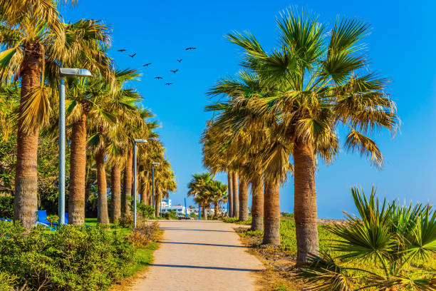istock Flock of migratory birds flies over path 959860724