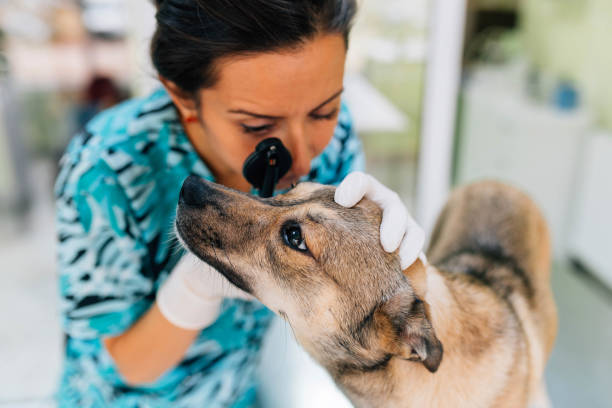 comprobación de los ojos - vet veterinary medicine young women female fotografías e imágenes de stock